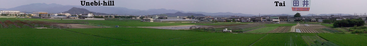 田井