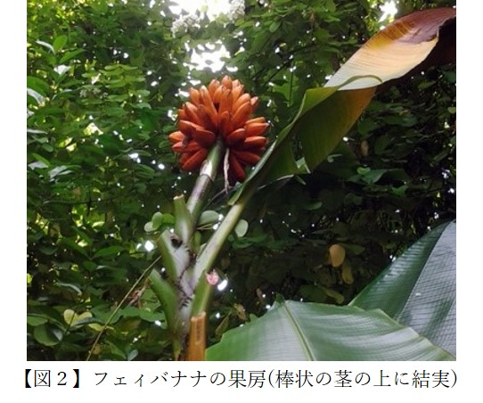 【図２】フェイバナナの果房の状態(棒状の茎の上に結実)