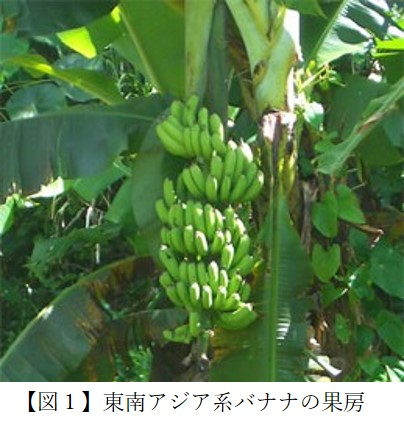 【図１】 東南アジア系バナナの果房