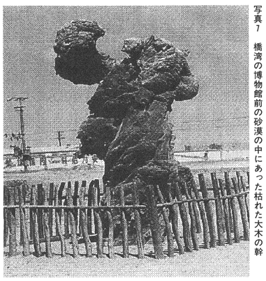 写真７ 橋湾の博物館前に砂漠の中にあった枯れた大木の幹 対談 地球物理学と古代史 北村泰一・古田武彦 『新・古代学』第２集